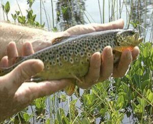 browntrout-6311023