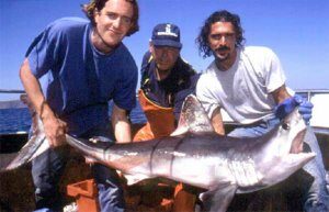 shark-4317321